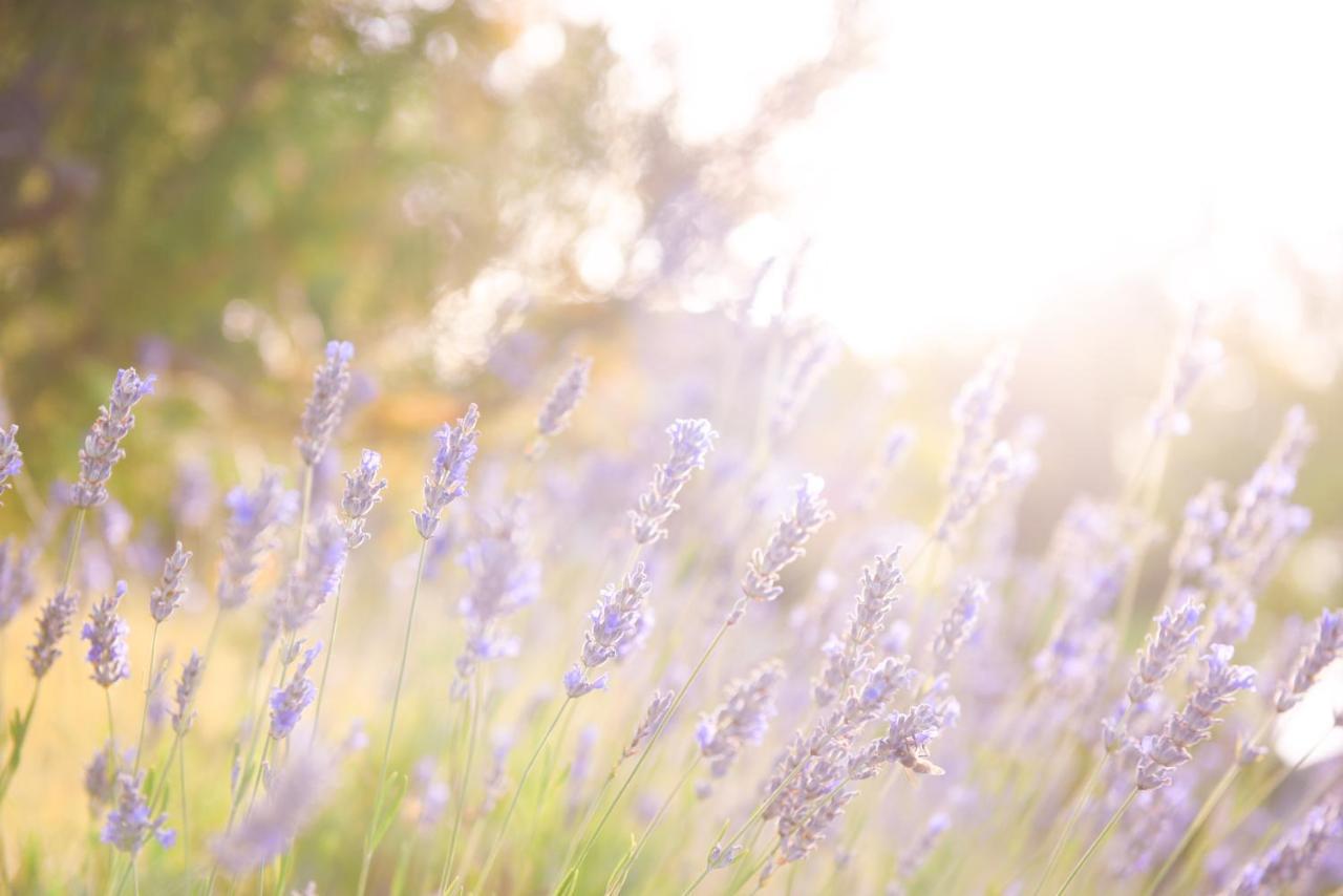 Lavanda Farm Apartmani Rakovica Zewnętrze zdjęcie