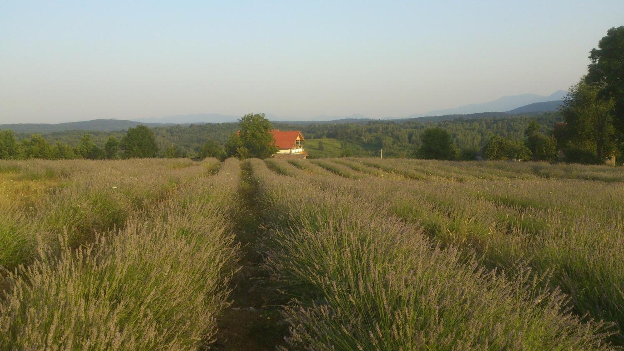 Lavanda Farm Apartmani Rakovica Zewnętrze zdjęcie