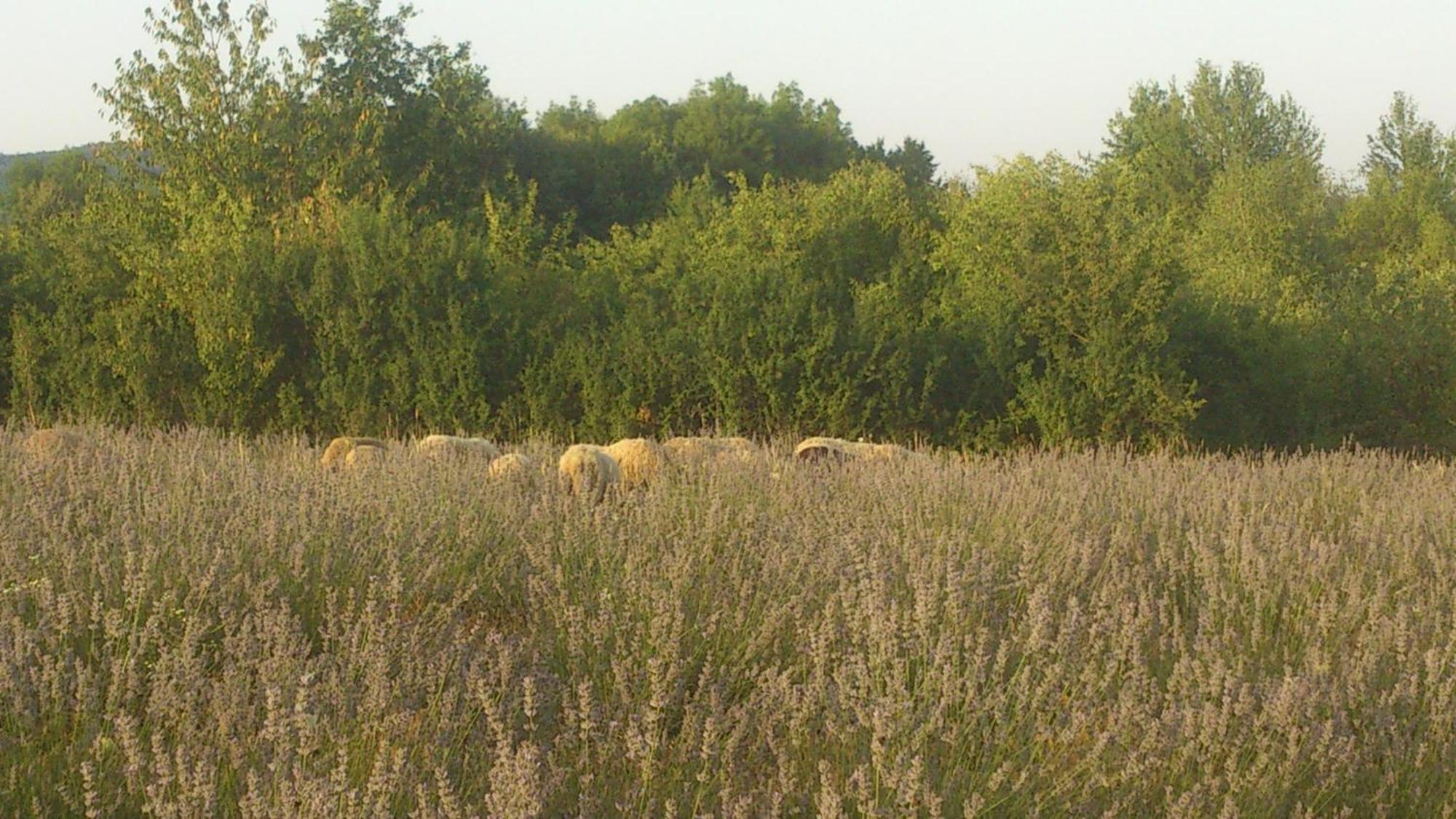 Lavanda Farm Apartmani Rakovica Zewnętrze zdjęcie