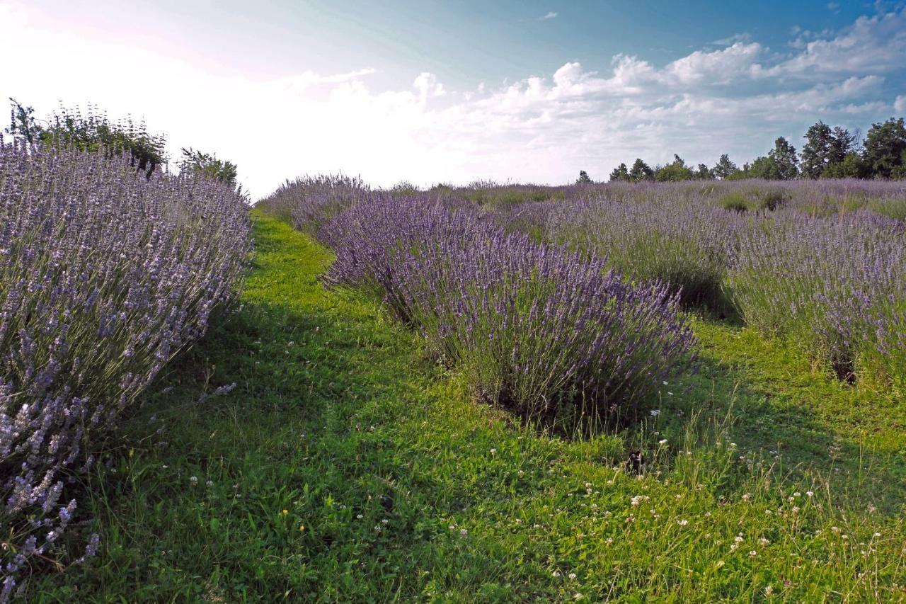 Lavanda Farm Apartmani Rakovica Zewnętrze zdjęcie