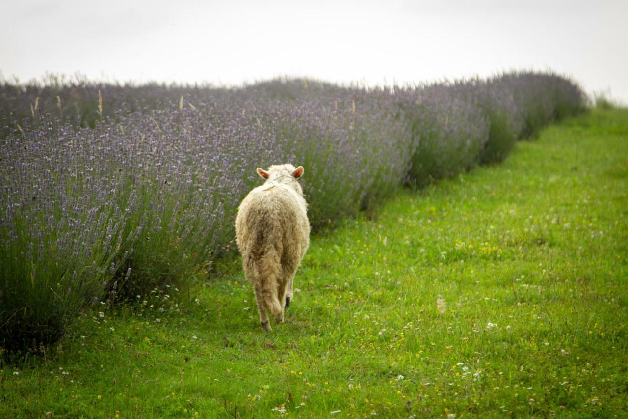 Lavanda Farm Apartmani Rakovica Zewnętrze zdjęcie